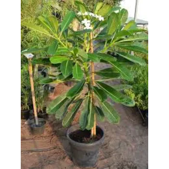 Butterflies Plumeria  Plant